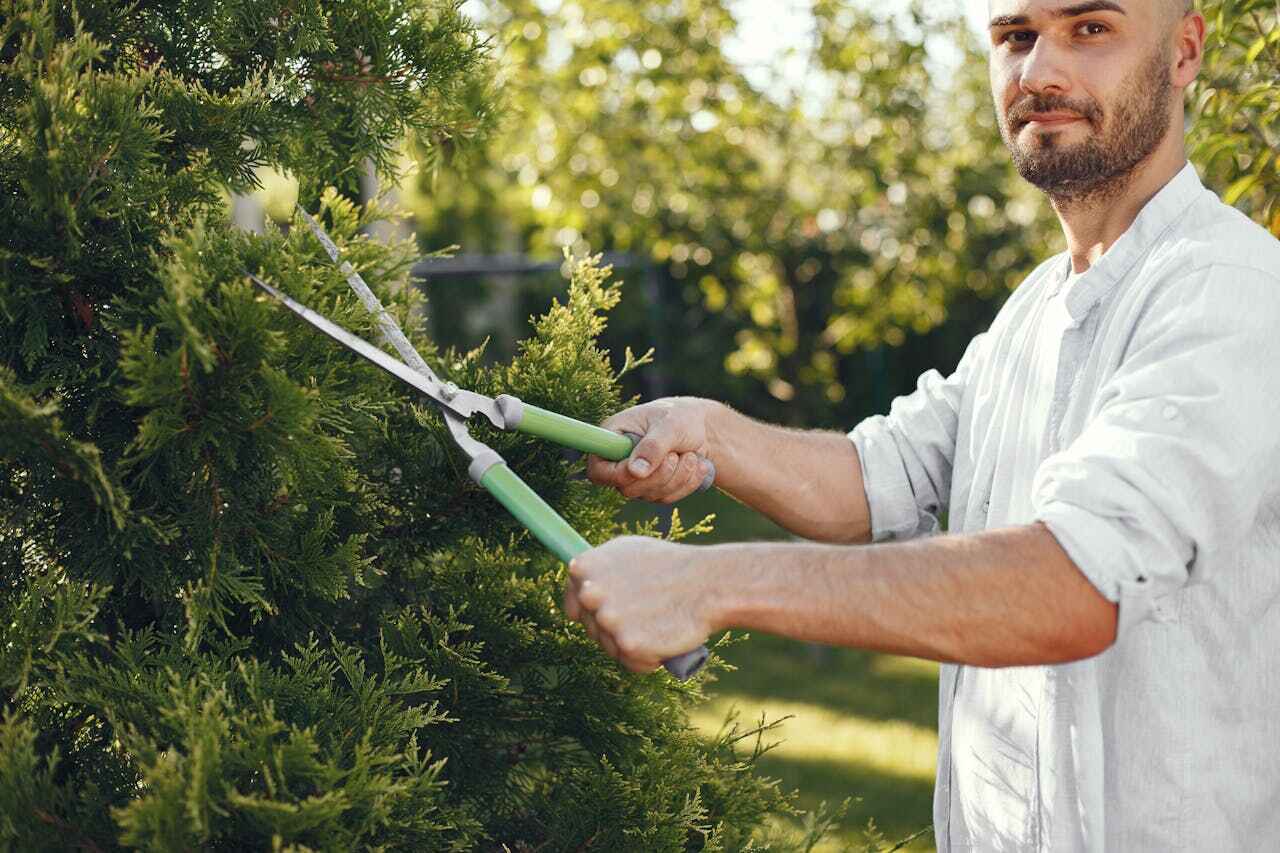 Tree Branch Trimming in Mandan, ND